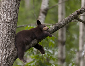 Картинка животные медведи медвежонок сон ветка дерево сук