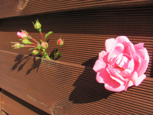 обоя цветы, розы, цветок, бутоны, забор
