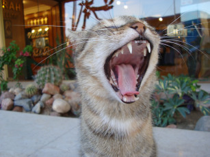 Картинка животные коты кот кошка пасть зубы зевота