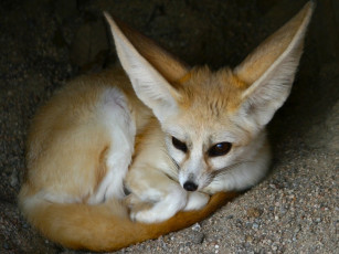 Картинка животные лисы лис лиса фенек