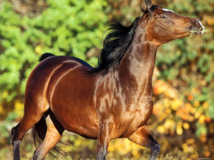 Картинка животные лошади конь бег