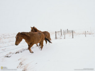 Картинка животные лошади снег забор