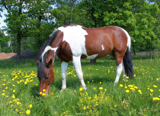 Картинка животные лошади пегий конь лошадь трава одуванчики