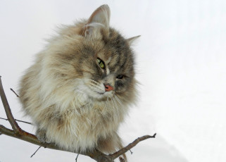 Картинка животные коты кот кошка сучок ветка