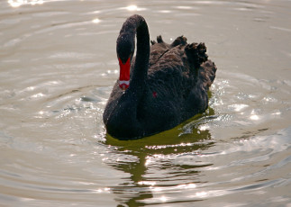Картинка животные лебеди лебедь чёрный озеро вода