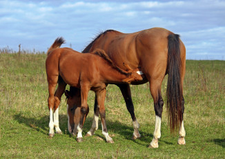 Картинка животные лошади жеребёнок лошадь