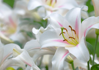 Картинка цветы лилии лилейники лепестки