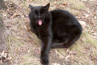 Картинка животные коты кот кошка язык улыбка