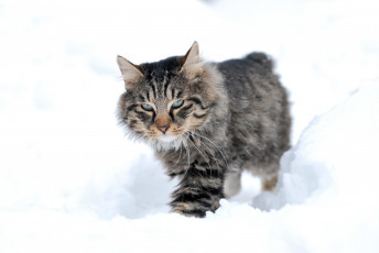 Картинка животные коты снег кот кошка