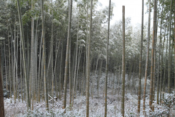 обоя природа, зима, бамбук