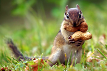 Картинка животные бурундуки арахис