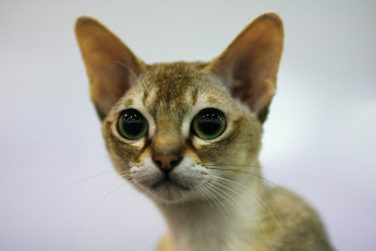 Картинка животные коты кот кошка морда глаза