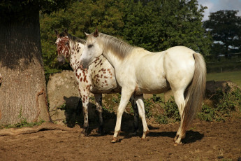 Картинка животные лошади кони жеребец аппалуза