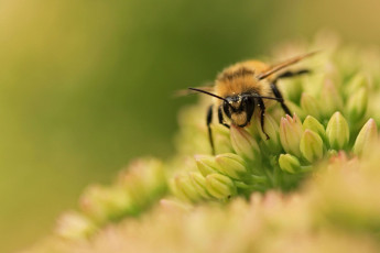 Картинка животные пчелы осы шмели макро пчела цветок