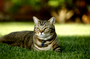 Картинка животные коты кот трава кошка