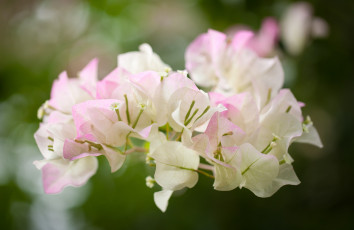 Картинка бугенвиллея цветы ветка бледно-розовый