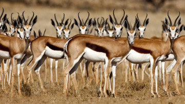 Картинка животные антилопы взгляд