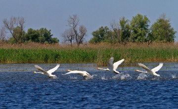 Картинка животные лебеди взлёт полёт озеро вода деревья