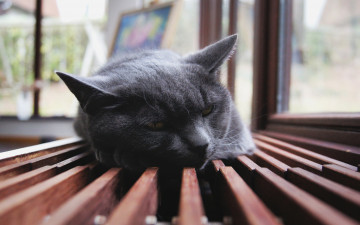 Картинка спит животные коты