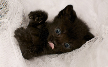 Картинка животные коты чёрный когти глаза котёнок язык лапы чертёнок