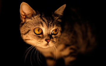 Картинка животные коты кошка кот