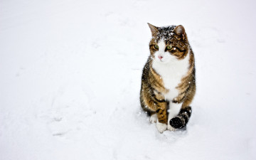 Картинка животные коты кот кошка снег