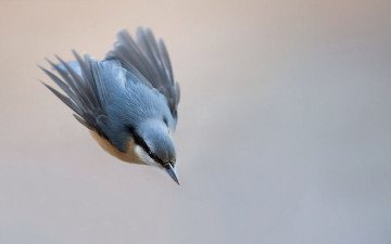 Картинка животные синицы лазоревки полет
