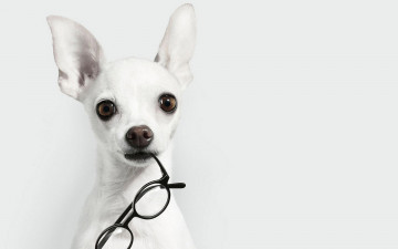 Картинка животные собаки очки собака