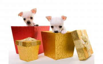 Картинка животные собаки подарок щенок
