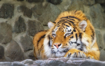 Картинка животные тигры хищник красавец