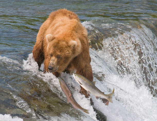 Обои картинки фото животные, разные, вместе, река, рыба, медведь, форель