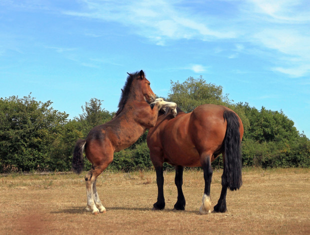 Обои картинки фото животные, лошади, лошадь, жеребёнок