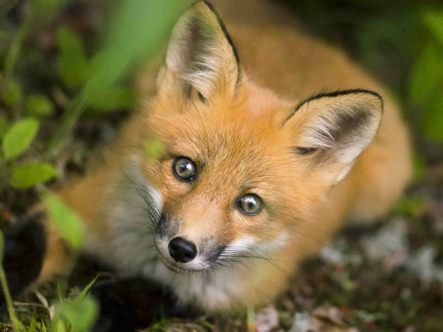 Обои картинки фото животные, лисы, fox