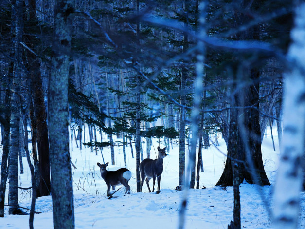 Обои картинки фото животные, олени, зимний, лес