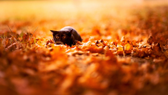 Обои картинки фото животные, коты, листья, чёрный, кот, осень