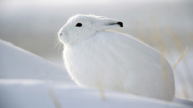Обои картинки фото животные, кролики, зайцы, зима