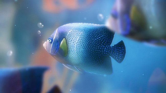Обои картинки фото животные, рыбы, синяя, рыбка