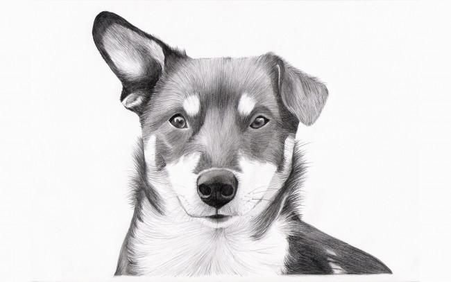 Обои картинки фото рисованные, животные, собаки, собака