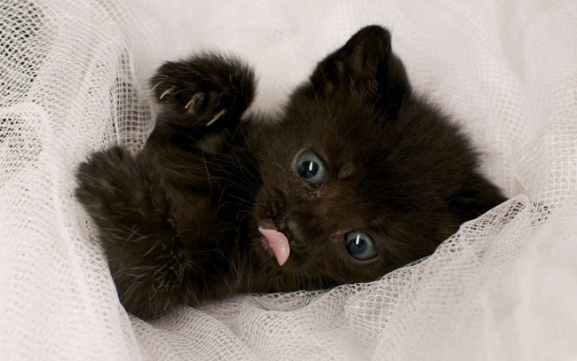 Обои картинки фото животные, коты, чёрный, когти, глаза, котёнок, язык, лапы, чертёнок