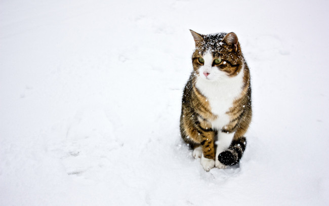 Обои картинки фото животные, коты, кот, кошка, снег