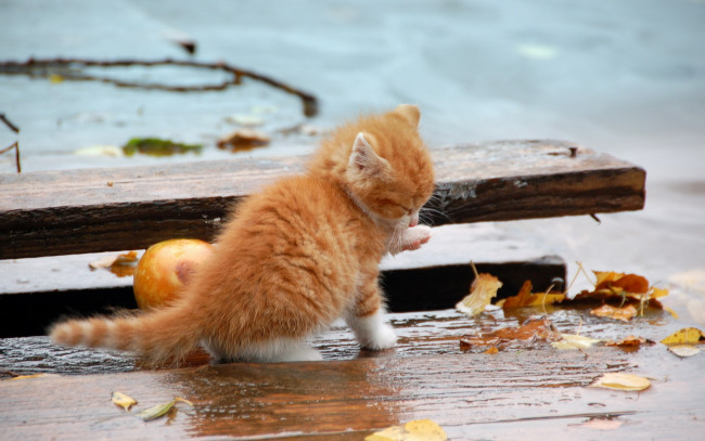 Обои картинки фото животные, коты, рыжий, котёнок, осень