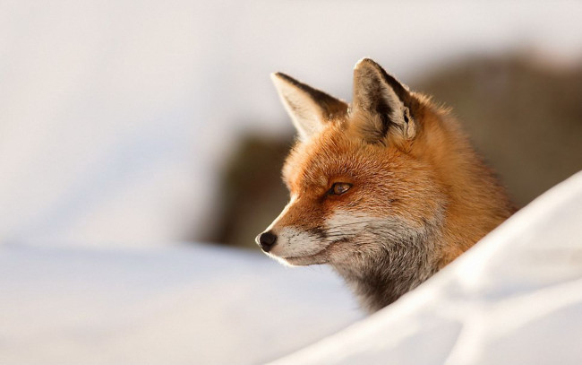 Обои картинки фото животные, лисы, снег, уши