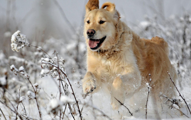 Обои картинки фото животные, собаки, зима