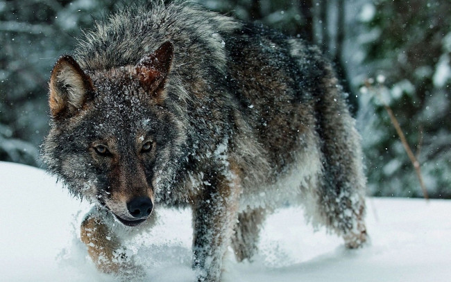 Обои картинки фото животные, волки, снег, лес