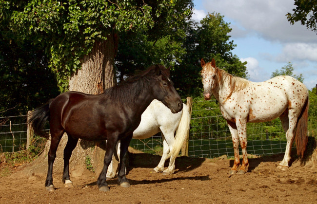 Обои картинки фото животные, лошади, кони, выпас