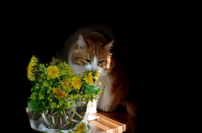 Обои картинки фото животные, коты, кот, кошка, цветы