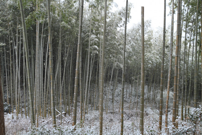 Обои картинки фото природа, зима, бамбук