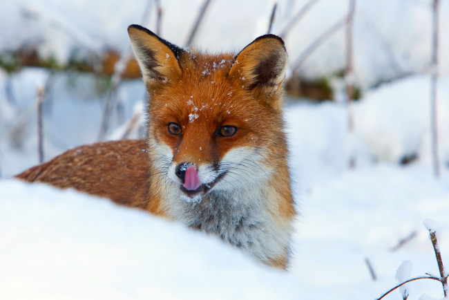 Обои картинки фото животные, лисы, лиса, язык, снег