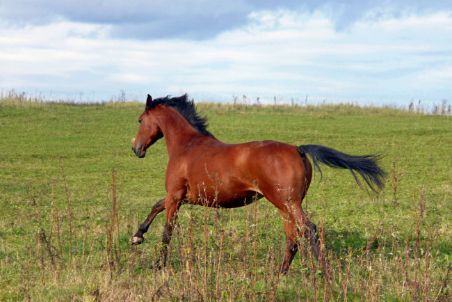 Обои картинки фото животные, лошади, конь, природа