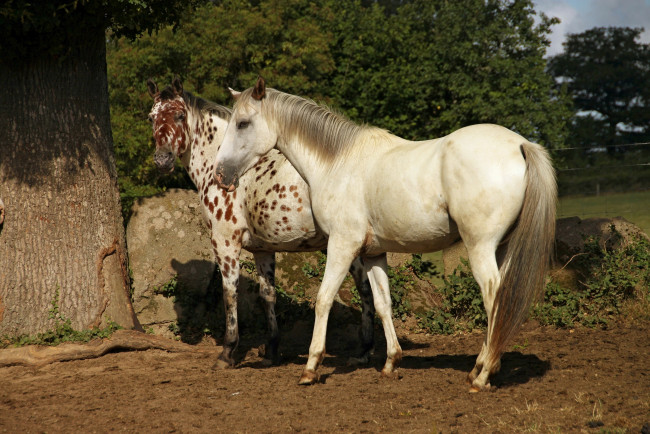 Обои картинки фото животные, лошади, кони, жеребец, аппалуза